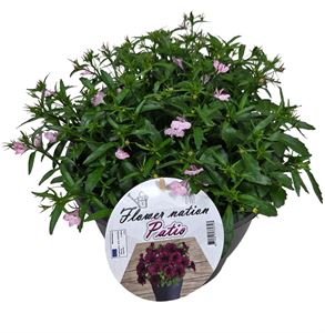 Bild von Lobelia TP26 Pink